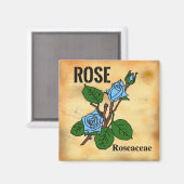 Blaue Rose Linienkunst im Stil von gealtertem Papi Magnet (Vorderseite/Rückseite)