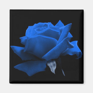 Blaue Rose Magnet