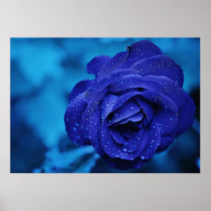 Blaue Rose mit Taubentropfen Poster