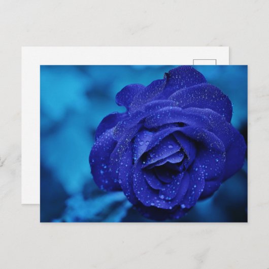 Blaue Rose mit Taubentropfen Postkarte (Vorne/Hinten)