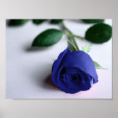 Blaue Rose - Poster (Vorne)