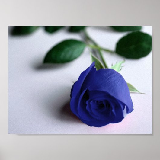 Blaue Rose - Poster (Vorne)
