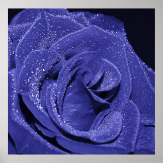 Blaue Rose Poster