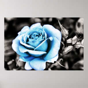 Blaue Rose Poster