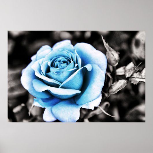 Blaue Rose Poster (Vorne)