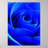 Blaue Rose Poster (Vorne)