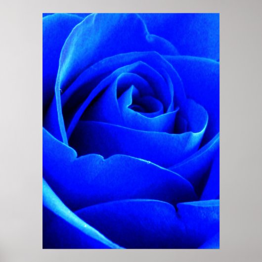 Blaue Rose Poster (Vorne)