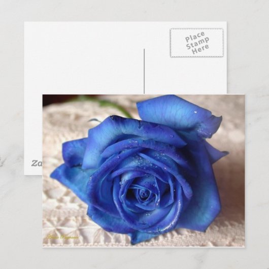 Blaue Rose Postkarte (Vorne/Hinten)