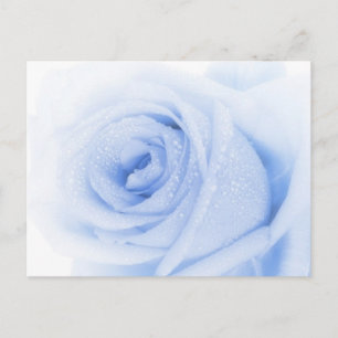 Blaue Rose Postkarte