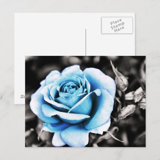 Blaue Rose Postkarte (Vorne/Hinten)