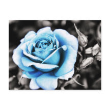 Blaue Rose