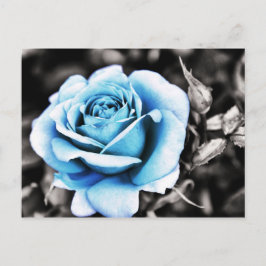 Blaue Rose Postkarte