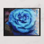 Blaue Rose Postkarte (Vorderseite)