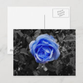 Blaue Rose Postkarte (Vorne/Hinten)