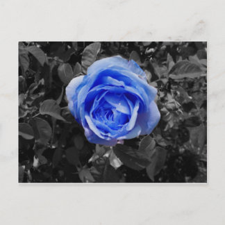 Blaue Rose Postkarte