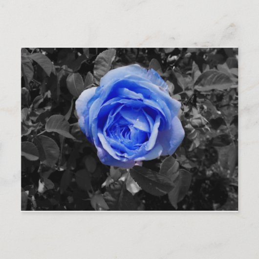 Blaue Rose Postkarte (Vorderseite)