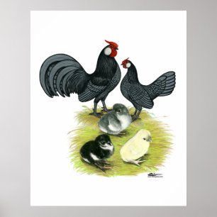 Blaue Rosecomb-Familie Poster