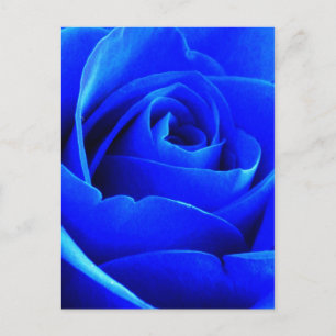 Blaue Rosen-Postkarte Postkarte