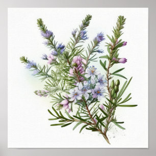 Blaue Rosmarin-Blumen Kunst Druck Poster