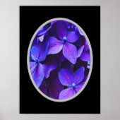 BLAUE ROT Hydrangea Poster (Vorne)