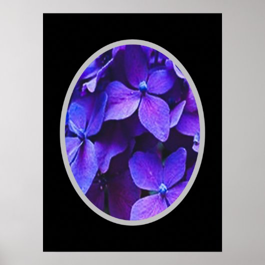 BLAUE ROT Hydrangea Poster (Vorne)