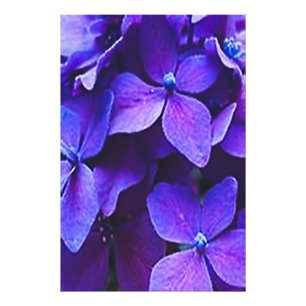 BLAUE ROTE HYDRANGEA Fotovergrößerung Fotodruck