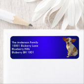 Blaue Rücksendeadresse Chihuahua (Insitu)