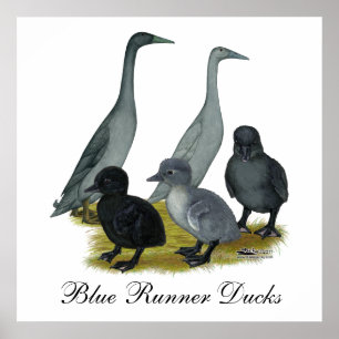 Blaue Runner-Entenfamilie Poster