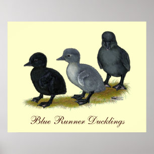 Blaue Runner-Entenküken Poster