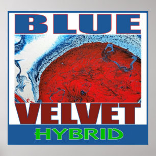 BLAUE SAMT-HYBRIDE POSTER