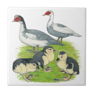 Blaue Schecken Moschusenten-Familie Fliese