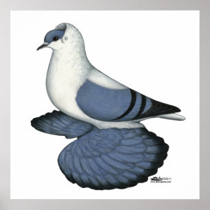 Blaue Schlucktaube Poster