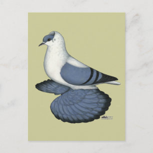 Blaue Schlucktaube Postkarte
