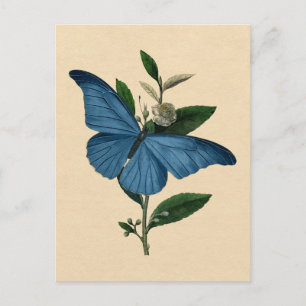 Blaue Schmetterling Vintage Postkarte