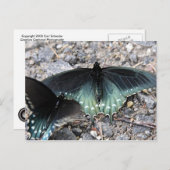 Blaue Schmetterlinge Postkarte (Vorne/Hinten)