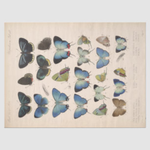 Blaue Schmetterlinge Vintage Ephemera Decoupage Tü Seidenpapier