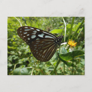 Blaue Schmetterlingskarte Postkarte