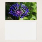 Blaue Schönheit (Vorne & Hinten)