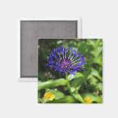 Blaue Schönheit Magnet (Vorderseite/Rückseite)