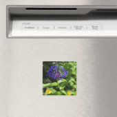 Blaue Schönheit Magnet (In Situ (Geschirrspüler))