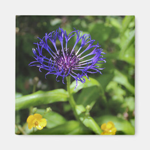 Blaue Schönheit Magnet