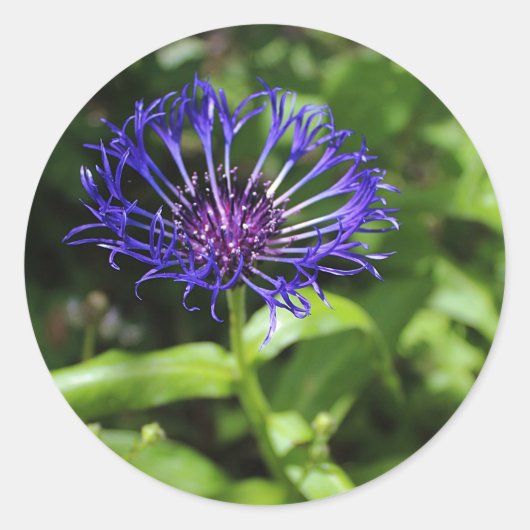 Blaue Schönheit Runder Aufkleber (Vorderseite)