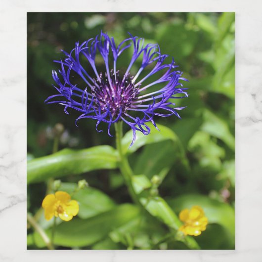 Blaue Schönheit Weinetikett (Einzelnes Label)