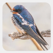 Blaue Schwalbe auf Ast Quadratischer Aufkleber (Vorderseite)