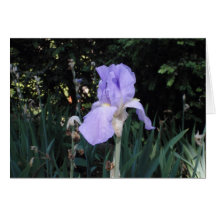 Blaue Schwertlilie