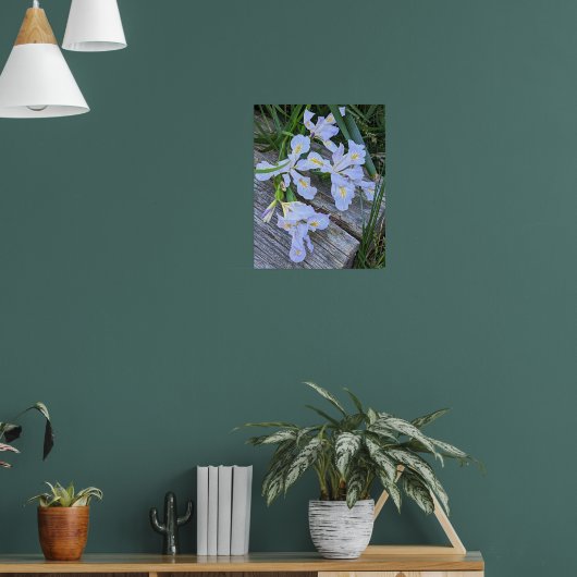 Blaue Schwertlilien-Blüten Poster (Wohnzimmer 1)