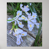 Blaue Schwertlilien-Blüten Poster (Vorne)