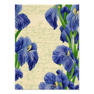 Blaue Schwertlilienblumen vintage Ephemera Muster Fotodruck