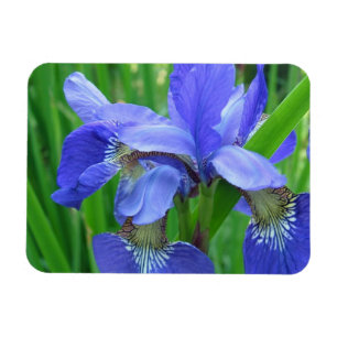 blaue Schwertlilienblüten Magnet