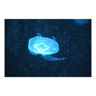 Blaue Schwimmende Qualle Fotodruck